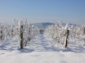 Private guided Christmas tour in Champagne