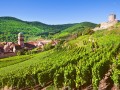 Alsace small group day Tour from Strasbourg, Colmar, Grands crus route, Haut Koenigsbourg, Riquewihr, expert tour guide, 7/7