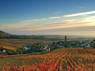 Alsace Private wine Tour from Strasbourg, exclusive wine guide, Grands crus route, 3 tours & wine tasting in family domains