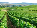 Private Day in Champagne - Minibus and National Licenced Guide