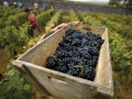 Côte de Beaune - Burgundy Wine Tour - 12 wines tasting - Wednesday & Friday