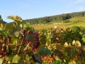 Private Burgundy Day tour - Côte de Nuits - from Monday to Saturday