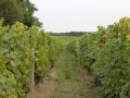 Must-taste Loire Valley Wine - Private Day Tour - Vouvray - Bourgueil - Chinon