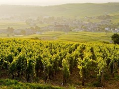 BURGUNDY PRIVATE TOURS