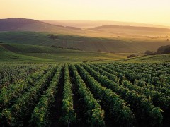 PRIVATE FRANCE WINE TOURS