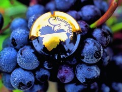PRIVATE FRANCE WINE TOURS